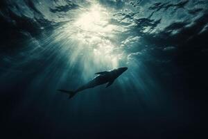 A dolphin swimming in the ocean with sunlight coming through photo