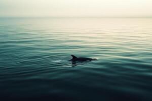 A dolphin swimming in the ocean at sunset photo