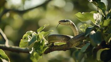 A snake is sitting on a branch in the sun photo