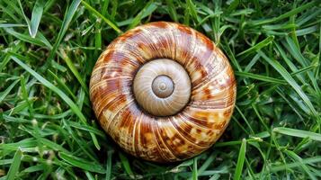 A snail shell on the grass photo