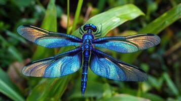 A blue dragonfly with a yellow and blue wings photo
