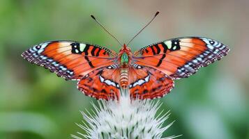 A butterfly with orange and black wings is sitting on a flower photo