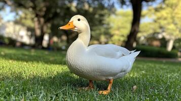 A white duck standing in the grass photo