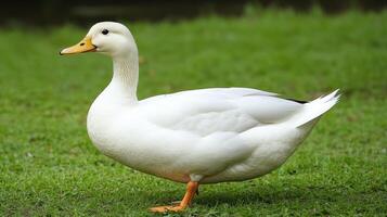 A white duck standing on a grassy field photo