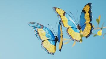 Two blue and yellow butterflies on a branch photo