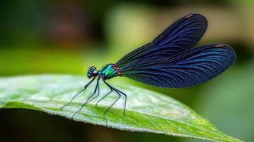 A dragonfly with black wings and blue wings photo