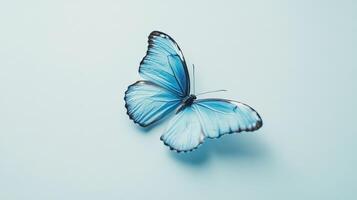 Blue butterfly on light background photo