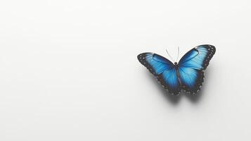 A blue butterfly is sitting on a white surface photo