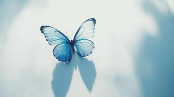 A blue butterfly on a white background photo