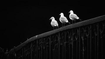 Three seagulls sitting on a fence photo