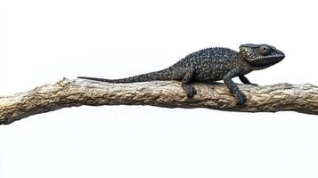 A small lizard sitting on a branch photo