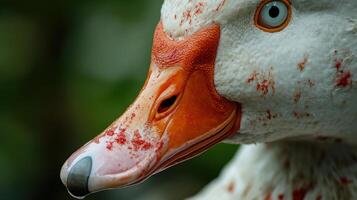 A close up of a duck with blood on its face photo