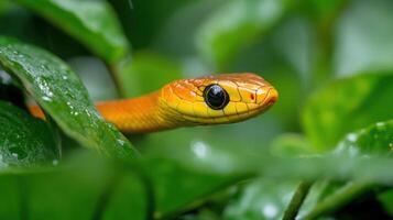 A close up of a yellow snake in the jungle photo