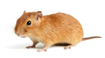 A small brown rat is standing on a white background photo