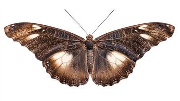 A brown butterfly with white wings photo