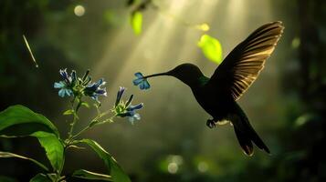 A hummingbird flying over a flower with sunlight photo