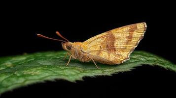 A small brown butterfly on a green leaf photo
