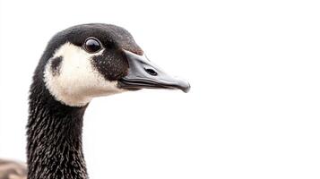 A close up of a goose's head photo