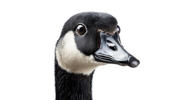 Canada goose head shot photo