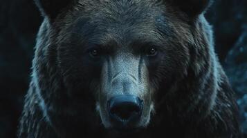 A close up of a brown bear with dark eyes photo