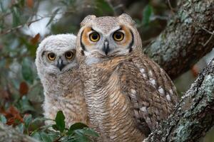 A young and adult owl rest closely on a tree branch, surrounded by leaves, exhibiting distinct feather patterns in soft morning light photo