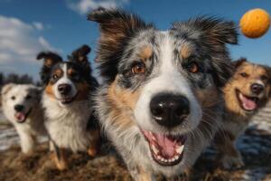 Four joyful dogs are running together, playfully chasing a bright orange ball in a sunny field with patches of snow photo