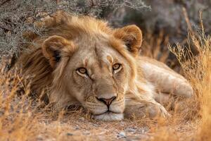 A large lion lies on the ground, its golden mane blending with the yellow grass, while it calmly watches the surroundings in the warm afternoon photo