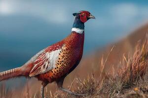 A vibrant pheasant is seen walking amid tall grass, showcasing its striking plumage against a serene sky filled with clouds photo