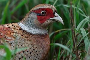 A vibrant pheasant observed in its natural environment, blending in with lush green grass under clear skies in daylight photo