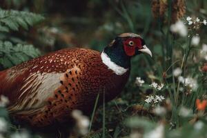 A striking pheasant searches for food among wildflowers in a lush green environment, illuminated by soft morning sunlight photo
