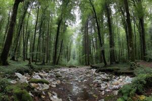Amid lush green trees, a forest stream is cluttered with litter, showing the negative impact of waste on nature in the morning photo