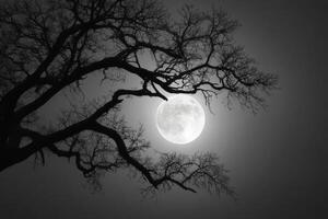 Full moon illuminates a dark night sky, casting light through the branches of a bare tree, creating a tranquil atmosphere photo