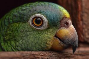 A colorful parrot peers out from its resting place, showcasing its intricate feathers and bright eye while surrounded by natural textures photo