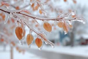 Branches adorned with ice-covered leaves reflect light in a tranquil winter landscape, creating a serene atmosphere photo