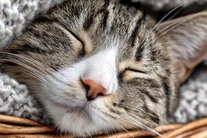 A tabby cat enjoying a deep sleep while nestled in a woven basket on a fluffy blanket in a serene indoor setting photo
