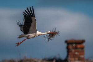 A stork is flying with twigs in its beak, likely gathering materials for its nest, with a rustic chimney in the background and clouds above photo