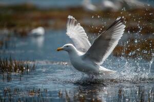 A seagull flaps its wings while splashing in shallow waters of a coastal area, catching the morning light beautifully photo