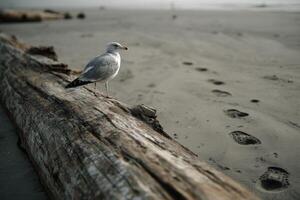A seagull stands on a piece of driftwood on a sandy beach, while footprints mark the shoreline at sunset photo