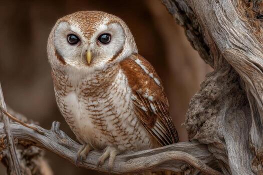 An owl rests on a branch, showcasing its intricate feather patterns in the soft, warm light of dawn amidst a tranquil setting photo