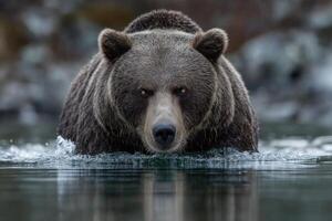 A grizzly bear swims through a calm river, focusing on its surroundings in a serene landscape of natural beauty at dawn photo