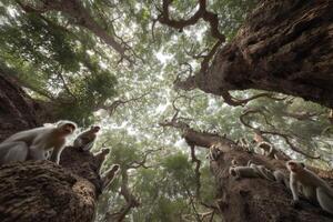 A group of monkeys can be seen climbing and playing among the trees in a vibrant green forest under a clear sky photo