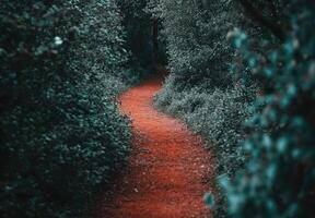 Winding reddish path through a lush, dark green forest photo