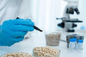 Scientist check chemical whole grains residues in laboratory. Control experts inspect the concentration of chemical residues. hazards, standard, prohibited substances, contaminate, Microbiologist, photo