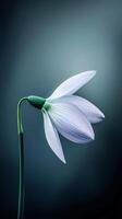 A surreal snowdrop flower displays its beautiful petals gracefully, set against a soft, dreamy, abstract backdrop in gentle hues photo