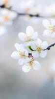 Delicate white almond blossoms are seen blooming on branches, representing new beginnings during the vibrant spring season photo