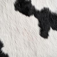Detailed texture of cow's hide displaying a bold black and white pattern under natural lighting, emphasizing the unique features of the fur photo