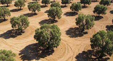 Aerial view of a vast olive grove with scattered trees and circular patterns photo