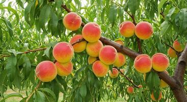 A vibrant close-up of ripe peaches hanging on a tree branch in a sunny orchard photo