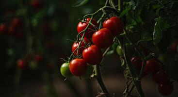 Close-up of vibrant red cherry tomatoes growing on a vine against a dark backdrop photo