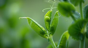Close-up of vibrant green pea pods with visible peas growing in a garden setting photo